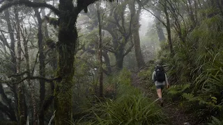 Hike with Me: Solo Hiking in the Tararuas | 25m steel ladder