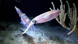 Squid Might Use Glowing Lights to Communicate