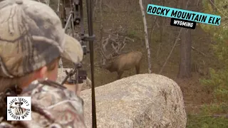 Amazing Recovery on Stud Elk in Wyoming Bow Hunt