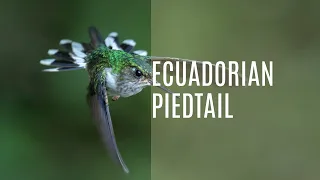 Ecuadorian Piedtail (Phlogophilus Hemileucurus)