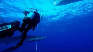 Shark Dive Pico