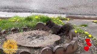 LITTLE SQUIRREL🐿️ #littlesquirrel #adorable #sweet #youtube #youtubevideos #video #squirrel #eating