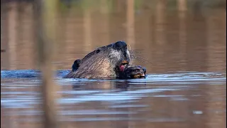 Beavers eating on Lake Sammamish, slaps tail