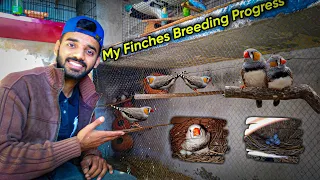 My Zebra Finches Breeding Progress | انڈے اور بچے | Breeding Colony | Finches Breeding Progress