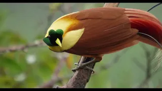 AVES DO PARAÍSO - A Dança de Acasalamento das Mais Belas Aves da Natureza