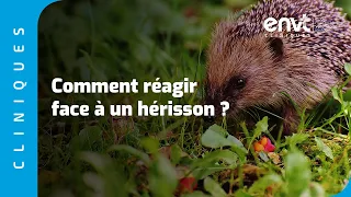 Comment réagir face à un hérisson ?