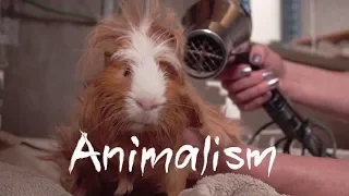 The Largest Guinea Pig Rescue In the World | Animalism