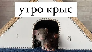 Утро моих крыс 🐀 | Почему у Миги залысины | Рецепт спригролов 🍤