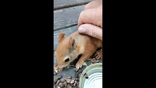 Не удержался и погладил белку / Couldn't resist stroking the squirrel