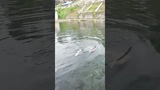 berenang di mata air cigede garut