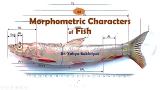 44 Morphometric Characters of Fish| How to measure Fish|Measuring Fish for Taxonomy