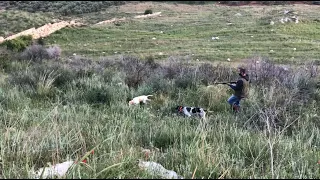 Quail Hunting in Lebanon - صيد الفري او السمان في لبنان. Chasse à la caille. Ep4