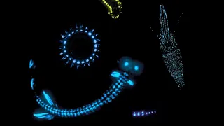 Bioluminescence 101: Marine Animals That Glow