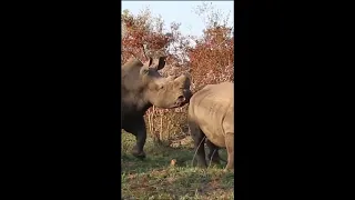 Wildlife #Shorts Rhino In Heat