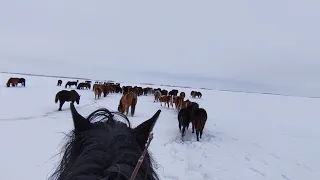 Сгон табуна. driving the herd