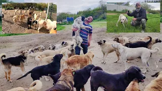 The 65-year-old man who built 22 acres of paradise for the dogs he rescued. @abdulkerimkutlu