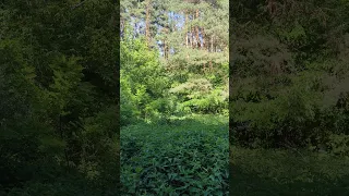 #Nettles and 🌲 #Pine #Forest, Sounds of Wind and Song of Birds - #Nature of Ukraine in 4k quality