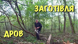 Зібрали врожай горіхів. Заготовлюю дрова на зиму.