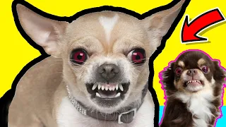 *SPECIAL MIX* Most ANGRY AND CUTEST Chihuahuas | Try Not To Laugh | 1 Hour Video Compilation