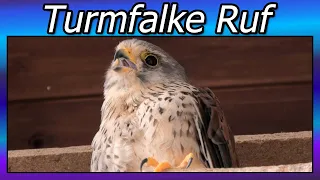 The call of the kestrel - Falco tinnunculus