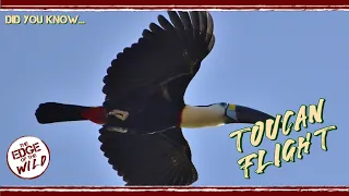 Toucan Flight – Did You Know...