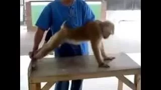 Макака отжимается и качает пресс  A macaque does morning exercises...