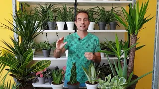 10 plantas PURIFICADORAS de INTERIOR que MEJORAN LA CALIDAD DEL AIRE y debes conocer