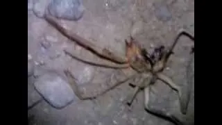 Riesen spinne Giant spider !!!!HORROR!!!