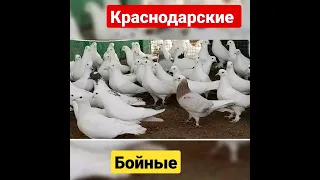 Бойные голуби Краснодара