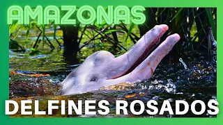 🔵  SECRETOS de los DELFINES ROSADOS 💖  (AMAZONAS) ➡️  Colombia, Bolivia, Ecuador, Peru y Brasil