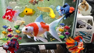 Catch ornamental fish, colorful fish, glofish, koi fish, goldfish, moly fish, marmots, comets, p18