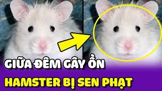 Chú Chuột Hamster ồn ào đêm khuya và cái kết sang chấn tâm lý 😂 | Yêu Lu Official