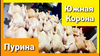 ПУРИНА или ЮЖНАЯ КОРОНА? НАШ ДОХОД, КОНВЕРСИЯ КОРМОВ, РЕЗУЛЬТАТ.