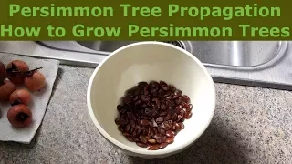 Persimmon Tree Propagation | How to Grow Persimmon Trees