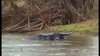 Crocodile 'Sizes Up' Buffalo for Dinner.......