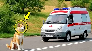 Troubled Dog Suddenly Blocked The Ambulance's Path, Then Something Incredible Happened!