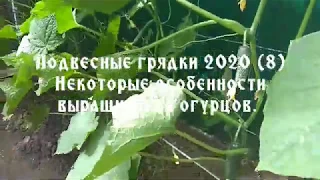 Подвесные грядки 2020 (8). Некоторые особенности выращивания огурцов.