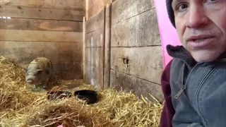 This pig spent 10 years in dark stall. Watch how she responds to love.