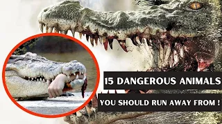 15 Dangerous Animals You Should Never Touch You Should Run Away From !