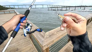 I TOSSED a LIVE SHRIMP off the Pier and got DESTROYED (Big Fish)