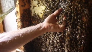 Relocating Honeybees with bare hands!