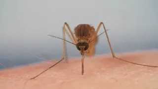 How Mosquitoes Use Six Needles to Suck Your Blood -TIGER DEVELOPMENT