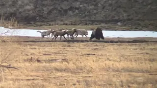 WOLVES Chase GRIZZLY BEAR Yellowstone National Park