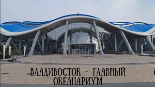 Владивосток- главный Приморский океанариум #владивосток #природа #reels #море