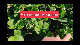 Что после морозов