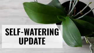 Orchids in Self Watering Pots: 1 Year Update on Phalaenopsis and Oncidium Twinkles