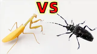 當金色螳螂 VS 天牛！Golden Mantis VS Longhorn
