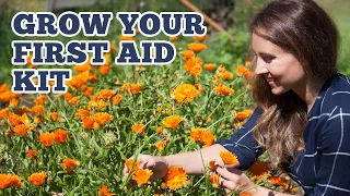 Must Have Herbs for Your FIRST-AID KIT