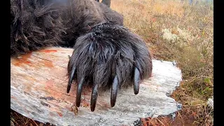 Самый большой медведь за последние 5 лет. The largest bear in the last 5 years.