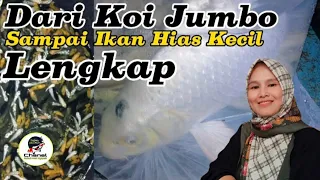 Dari Koi Jumbo Sampai Ikan Hias Kecil Bertebaran Di Lapak Pagi Pasar Ikan Purwonegoro